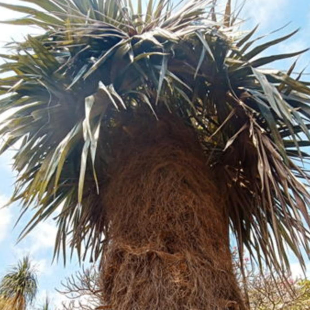 Live Palm Tree Plant in 3 Gallon Pot, No CA, Large Fully Rooted Size, Ready to Plant for Home Décor Indoor Outdoor Landscape, Rare Palm Trees, Old Palm
