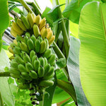 Banana Plant Live, Dwarf Cavendish Banana Tree Live Plant, Hardy Banana Fruit Seedling 4 to 8 Inch Tall, Indoor Outdoor