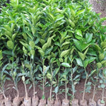 Upright Mandarin Tree Live Plant Grafted 2-3 Feet, Fast-Growing and Bear Fruit for Citrus Garden Outdoor Planting Zones 9-11