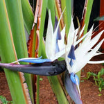 Set 4 White Bird of Paradise Plants Live, 4-8 Inch Tall Tropical Plants for Indoor Outdoor Growing