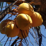 Live Coconut Tree Plant, Sprouted Yellow Coconut for Tropical Gardening, 6-8 Inch Tall for Outdoor Planting