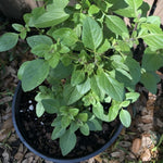 Basil Plant Live, Fragrant, Flavorful Herb for Indoor Outdoor Gardens, Well Rooted Plant 4-7 Inches (Blue Basil)