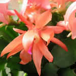 Live Orange Christmas Cactus Live Plant 4–6 Inches Tall, Winter Blooming False Thanksgiving Cactus Well Rooted, Flowering Houseplant for Home and Office