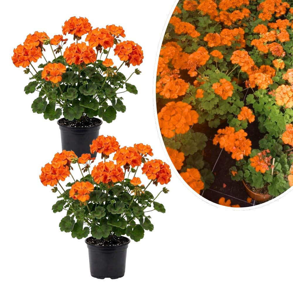 2 Orange Geranium Plants Live, Vibrant Blooms, Hardy Perennial Geranium Flowers 4-8 Inches, Indoor Outdoor Planting