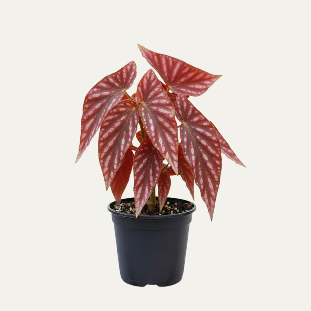 Begonia Plant Live, Colorful Begonia Plants 4-8 Inches, Decorative Houseplant for Indoor Outdoor Gardens and Containers (Pink Polka Dot Foliage)