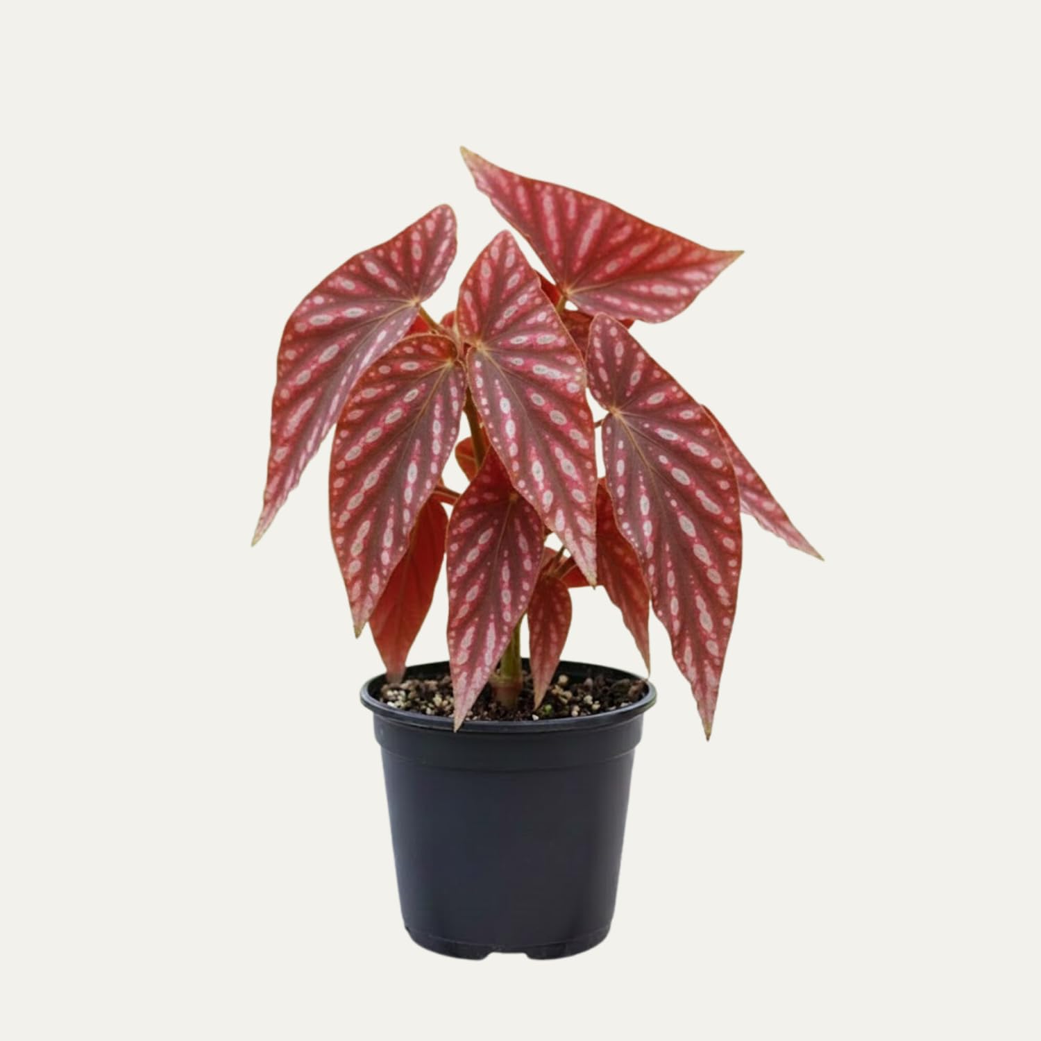 Begonia Plant Live, Colorful Begonia Plants 4-8 Inches, Decorative Houseplant for Indoor Outdoor Gardens and Containers (Pink Polka Dot Foliage)