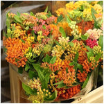4 Mix Milkweed Plants Live 4-9 Inc Tall, Tropical Milkweed Plants Well Rooted, Outdoor Growing