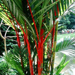Palm Tree Live Plant, Fully Rooted in 3 Gallon Pot, Rare Tropical Plant Live for Indoor or Outdoor Growing, Red Lipstick