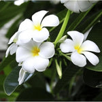 Plumeria Plant Live, 2-3 Feet Tall in 1 Gallon Pot, Frangipani Flowering Tropical Plant (White Plumeria)