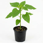 Live Yellow Sunflower Plant - 4-6" Tall Seedling in 4 Inch Pot