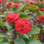 Set 2 Red Euphorbia Milii Plants, Crown of Thorns Live Plant, 5-8 Inc Tall, Hardy Euphorbia Flowering Houseplants