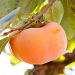 Persimmon Tree Seedling, 1-2 Ft Tall