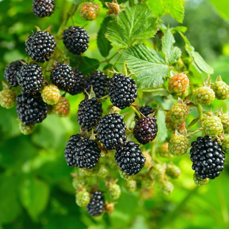 2 BlackBerry Plants Live for Planting, 4 to 8 Inch Height, BlackBerry Bush Live Plant, Sweet Blackberries Fruit Seedlings (Navaho BlackBerry)
