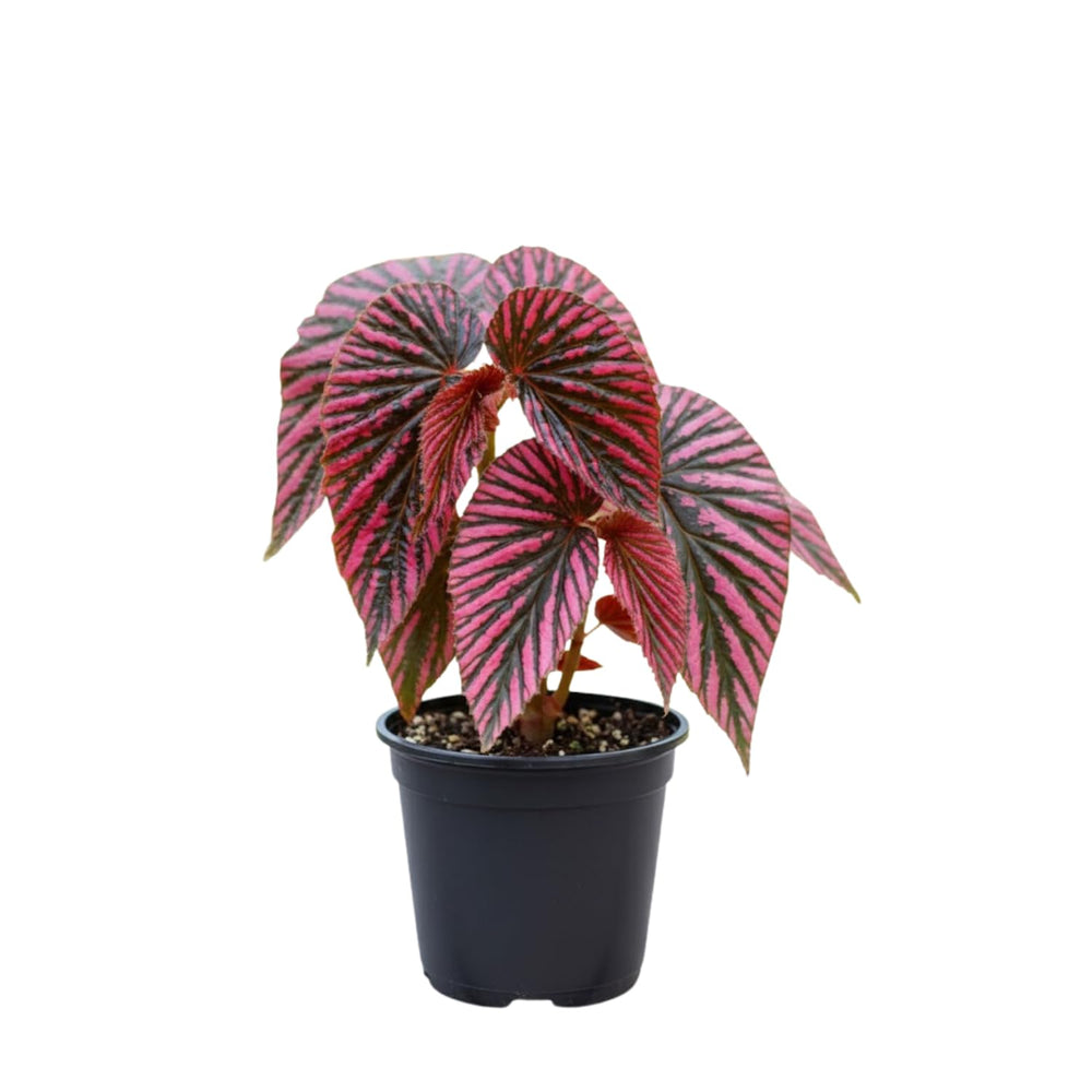 Begonia Plant Live, Colorful Begonia Plants 4-8 Inches, Decorative Houseplant for Indoor Outdoor Gardens and Containers (Red Green Foliage)