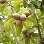 Live Sapodilla Plant 6-10 Inches Tall, Tropical Sapota Fruit Tree in Half Gallon Pot for Planting in Gardens