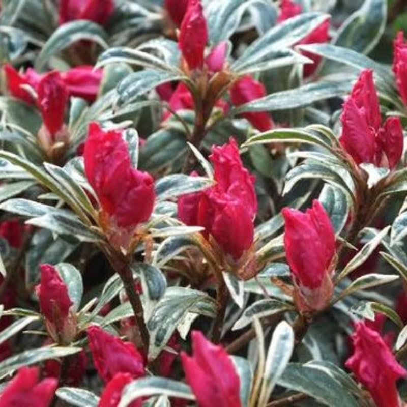 2 Sliver Azalea Plants Live Tree, Blooming Rhododendron Bushes, 5-10 Inc Tall, No Pot, for Indoor Outdoor Planting, Variegated Azalea