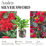 2 Sliver Azalea Plants Live Tree, Blooming Rhododendron Bushes, 5-10 Inc Tall, No Pot, for Indoor Outdoor Planting, Variegated Azalea