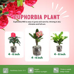 2 Euphorbia Milii Mixed Crown of Thorns Plant Live, Cold Hardy Succulent Houseplant 4-7" Tall with Constant Blooms