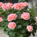 2 Salmon Geranium Plants Live, Live Geranium Plants, 5 to 8 Inches Tall Live Plants, Geranium Flower Plant, Geranium Live Plants Indoor Garden Outdoor