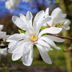 Magnolia Tree Live Plant 6 to 12 Inch Height, Fragrant Magnolia Plant Live to Grow, Magnolia Bush Flowers (Star Magnolia)