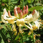 Pack 4 Fragrant Honeysuckle Bushes Live, Hardy Flowering Lonicera Shrubs, Honeysuckle Rooted Cuttings, Bareroots