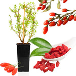 Goji Berry Plant Live, Goji Berries Tree Bush Size 3-6" Tall No Pot, Cold Hardy Fruit Plant for Home Garden, No CA