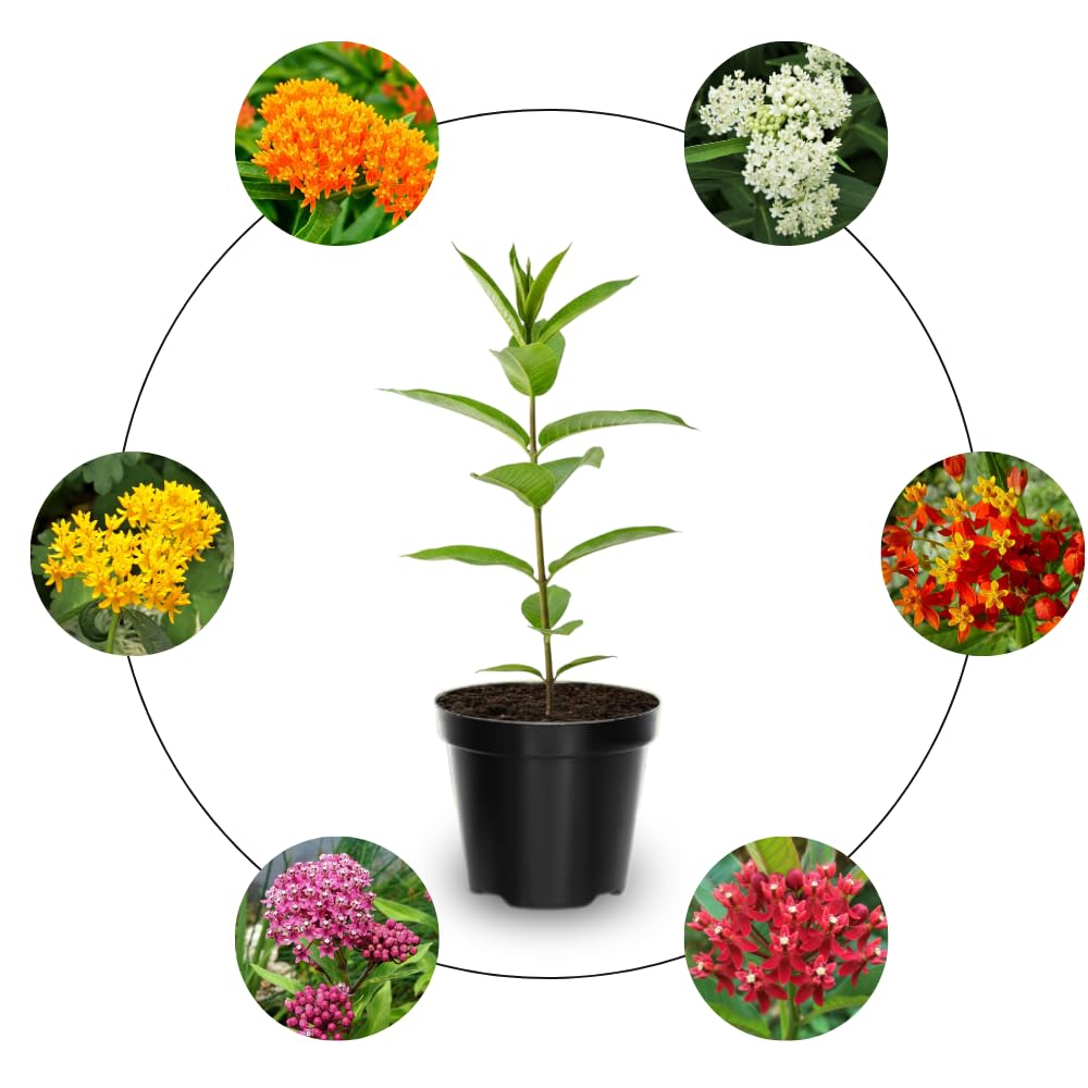 4 Mix Milkweed Plants Live 4-9 Inc Tall, Tropical Milkweed Plants Well Rooted, Outdoor Growing