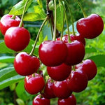 Set of 3 Acerola Cherry Trees Live Plant, 5-10 Inch Tall Tropical Fruit Plants, No Pot, Outdoor Cherry Plant in Spring, Cold Hardy