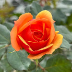 Rose Bush Live Plant, Heirloom Rose Plant Live for Planting, 5-10 Inch Tall, Fragrant Flowers Well Rooted Starter Plant, No Pot (Orange Rose)