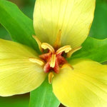 Set of 5 Yellow Trillium Bulbs, Trillium Flower Bulbs, Large Bulbs, Trillium Bulb for Fall Planting Outdoor Indoor