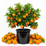 Mandarin Orange Tree Live Plant, 2 Years Old Clementine Tree, Well Rooted in 1 Gallon Pot, 1-2 Feet Tall, Fragrant Citrus Trees for Patio and Outdoor Garden