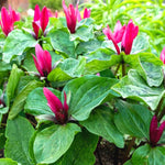 Set of 20 Red Trillium Bulbs, Trillium Flower Bulbs, Large Bulbs, Trillium Bulb for Fall Planting Outdoor Indoor