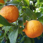 Fragrant Clementine Tree Live Plant, Citrus Fruit Tree in 1 Gallon Pot, Sweet Mandarin Orange Plant for Patio Container Garden, Zones 9-11