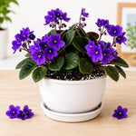 Purple African Violet Plant Live, 4 Inch Pot, Indoor Flowering Plant