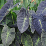 Set 2 Purple Green Colocasia Elephant Ear Plants Live 4–7 Inches Tall, Tropical Foliage Plants for Outdoor Garden, Large Leaf Plants for Patio, Containers or Landscape