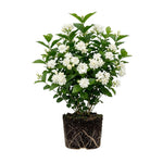 Maid of Orleans Jasmine Live Plant – Highly Fragrant White Flower Vine, Fragrant Indoor & Outdoor 4-6” Tall Decorative Plant