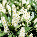 2 Cherry Laurel Seedlings Live Dormant, Cold Hardy Cherry Laurel Shrubs Trees Bareroots