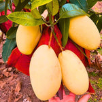 No CA, Grafted Mango Plant Live Tree, 2-3 Ft Tall in 3 Gallon Pot, High-Yielding for Spring Planting (Lemon)