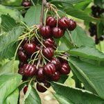 2 Live Acerola Barbados Cherry Trees, 5-10 Inch Tall Fruit Plants for Ornamental Garden, No Pot, Spring Planting