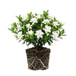Frostproof Jasmine Live Plant – Sweetly Fragrant White Flower Vine, Fragrant Indoor & Outdoor 4-6” Tall Decorative Plant