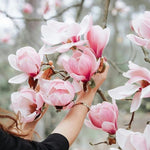 Set of 2 Magnolia Trees Live, 8-12 Inches Tall Cuttings Hardy Fragrant Flowering Magnolia Plants for Outdoor Garden (Jane Magnolia)