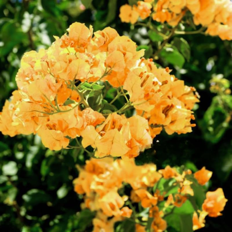 3 Bougainvillea Vine Plants, Gold Bougainvillea Plants Live for Outdoor Landscaping and Containers, 4-7 Inch Tall Well-Rooted, No Pot