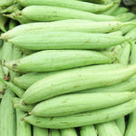 Luffa Plant Live, Live 2 Loofah Sponge Starter Plant from 4 to 6 Inches Tall, Climbing Vegetable for Outdoor Planting