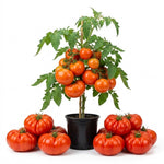Beefsteak Tomato Live Plants, 2 Plant Per Pot 5-8" Tall