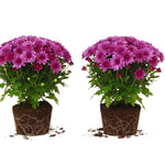 2 Chrysanthemum Plants Live, Mums Plants Live, Chrysanthemum Flowers Perennials Plant - Purple