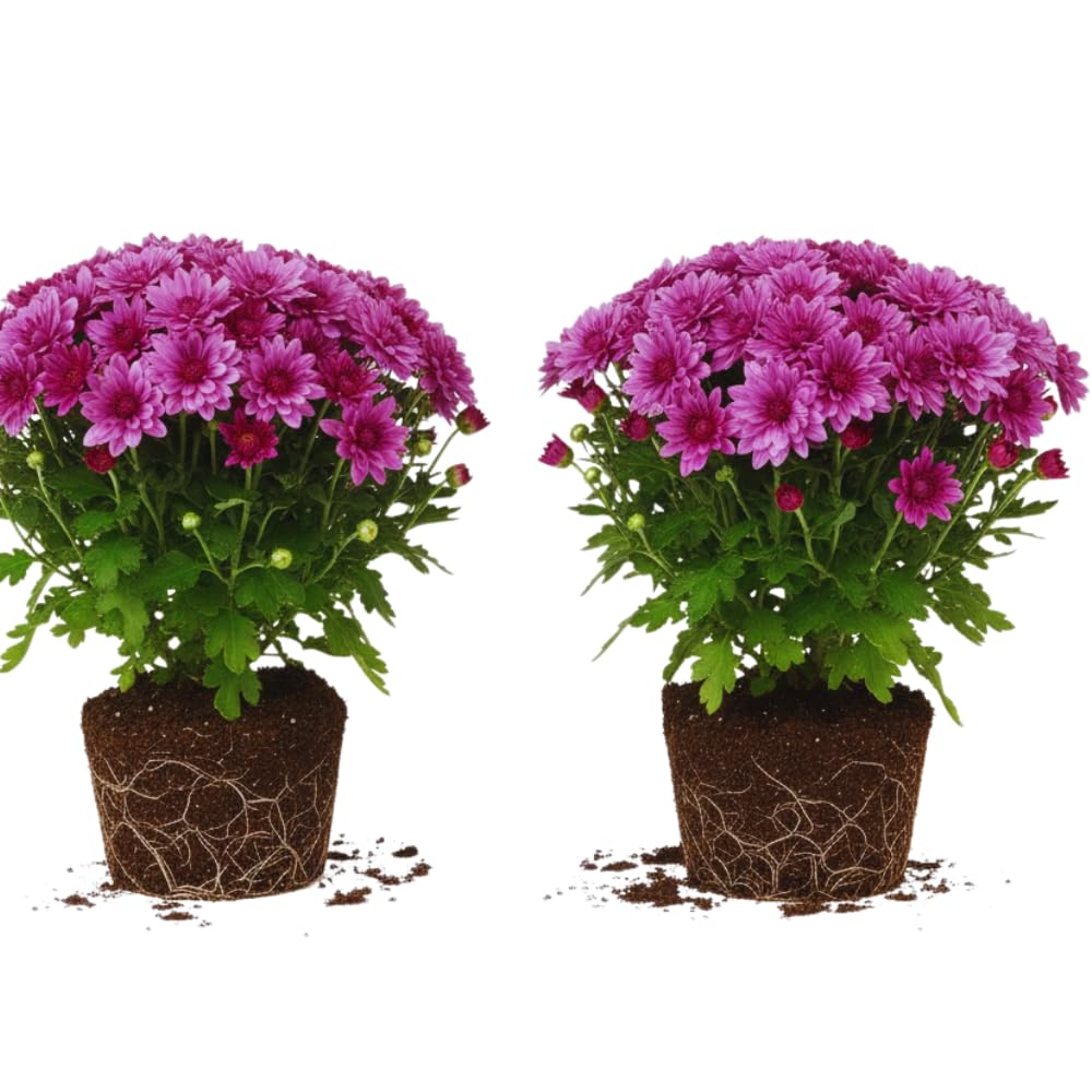 2 Chrysanthemum Plants Live, Mums Plants Live, Chrysanthemum Flowers Perennials Plant - Purple