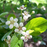 Black Chokeberry Tree Live Plant, Chokeberry Plant Live 8 to 14 Inch Tall, in Quart Pot