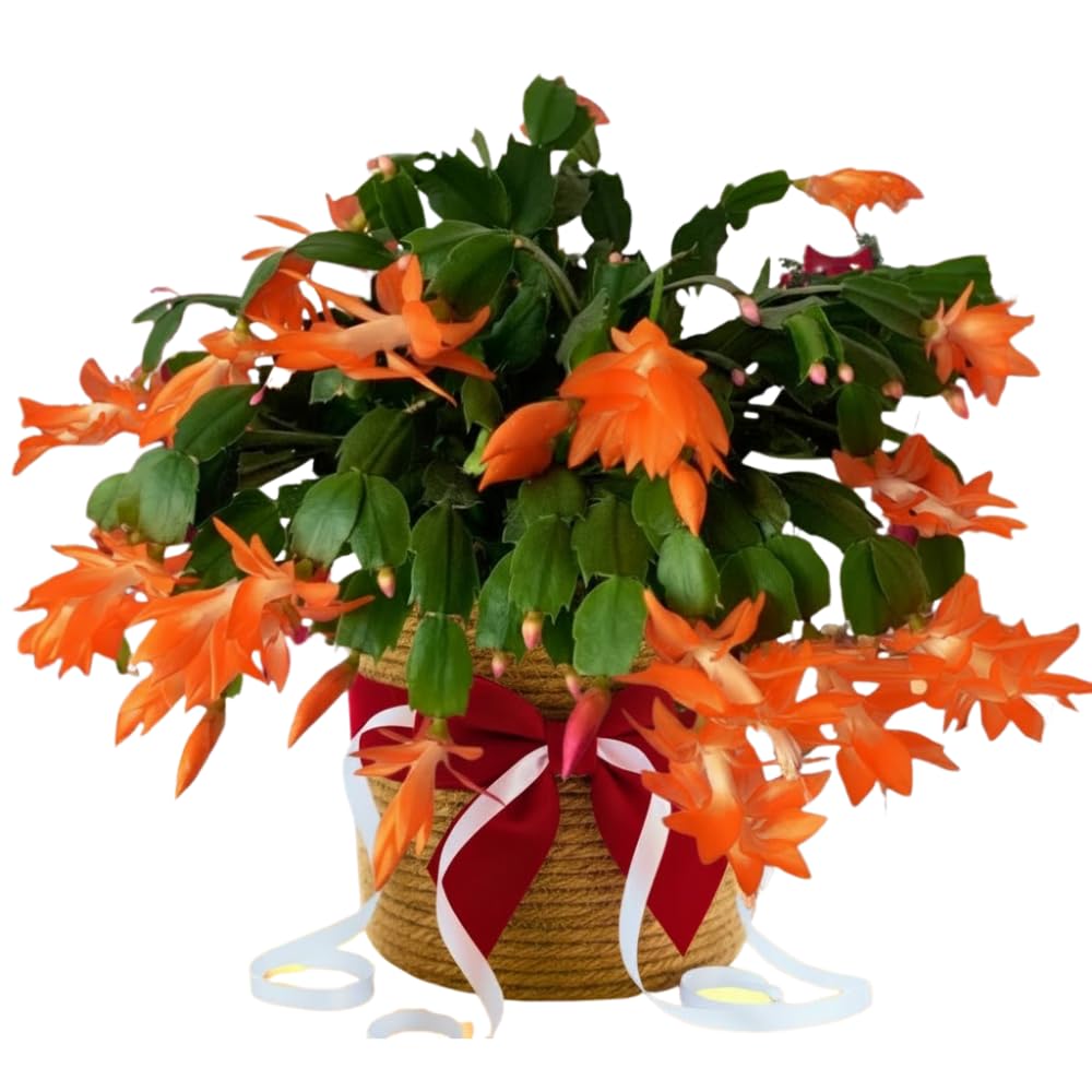 Christmas Cactus Plants Live, Flowering Thanksgiving Cactus with Vibrant Blooms, 4-7'' Tall, Easy-Care Indoor Houseplant (Orange Blooms)