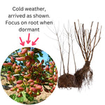 Pack 4 Pistache Tree Seedlings Live Dormant, 1-2 Feet Height, Hardy Ornamental Shade Trees Indoor Outdoor Home Garden