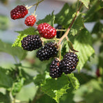 Pack 2 Thornless BlackBerry Plants Live to Grow 4 to 8 Inch Tall, BlackBerry Bush Live Plant, Sweet Blackberries Fruit Tree Indoor Outdoor (Osage BlackBerry)